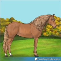 Horse Color:Chestnut 