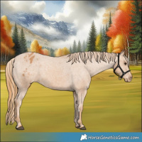 Horse Color:Chestnut Appaloosa 