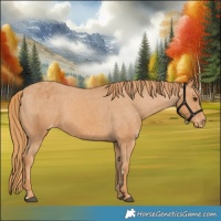 Horse Color:Chestnut Appaloosa 