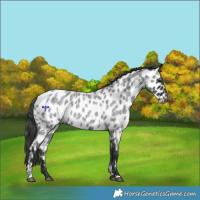 Horse Color:Blue Roan Appaloosa 