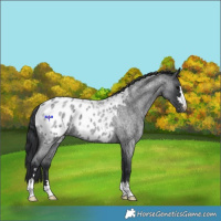 Horse Color:Blue Roan Appaloosa 
