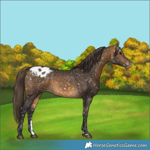 Horse Color:Buckskin Appaloosa