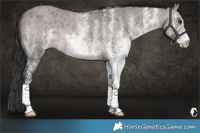 Horse Color:Platinum White Spotted Brown Roan Dun