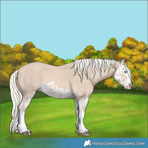 Horse Color:Cremello Splash  and Cremello Splash 