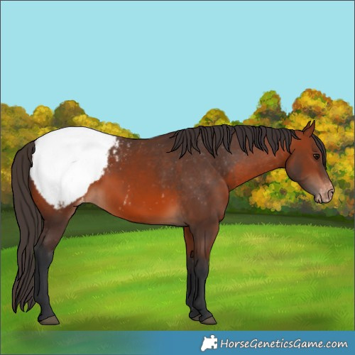 Horse Color:Bay Appaloosa 