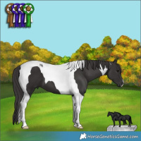 Horse Color:Smoky Black Tobiano