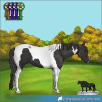 Horse Color:Smoky Black Tobiano 