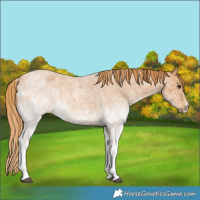 Horse Color:White Spotted Red Roan 