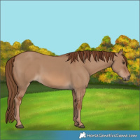 Horse Color:Red Dun 