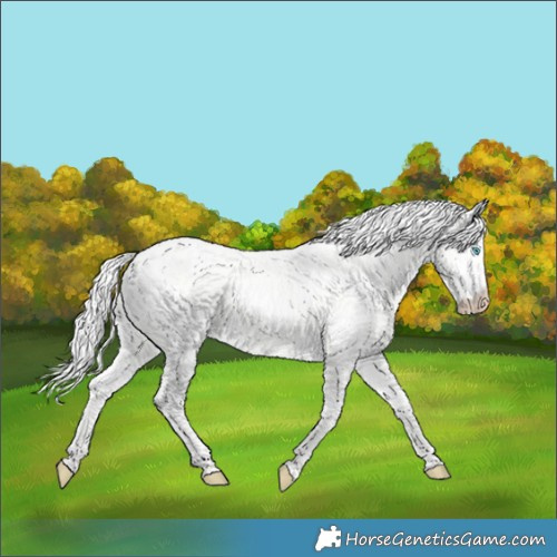 Horse Color:Silver Perlino Dun 