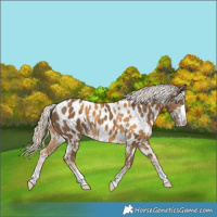Horse Color:Palomino Near Leopard  and Chocolate Palomino Near Leopard 