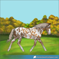 Horse Color:Palomino Appaloosa  and Chocolate Palomino Appaloosa 