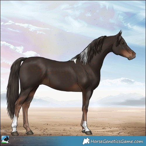 Horse Color:Liver Chestnut Tobiano 