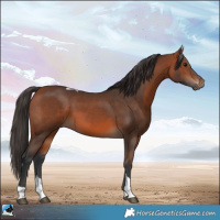 Horse Color:Bay Tobiano 