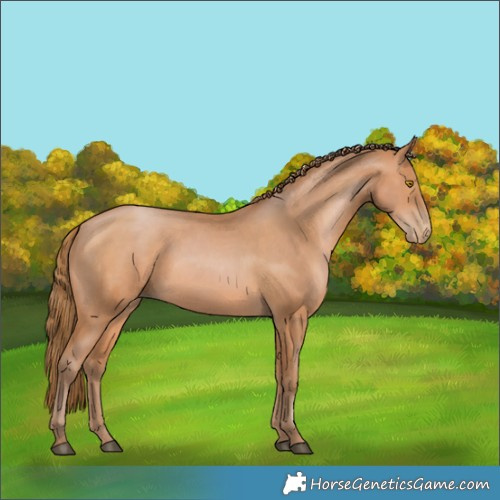 Horse Color:White Spotted Brown Pearl 