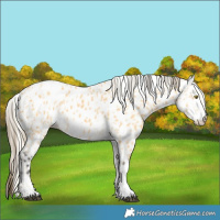 Horse Color:Palomino Leopard  and Buckskin Leopard 