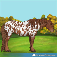 Horse Color:Chestnut Near Leopard 