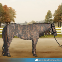 Horse Color:Red Dun  and Grullo 