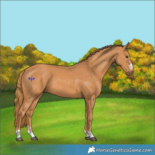 Horse Color:Chestnut 