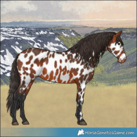 Horse Color:Bay Near Leopard 