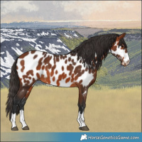 Horse Color:Bay Appaloosa 