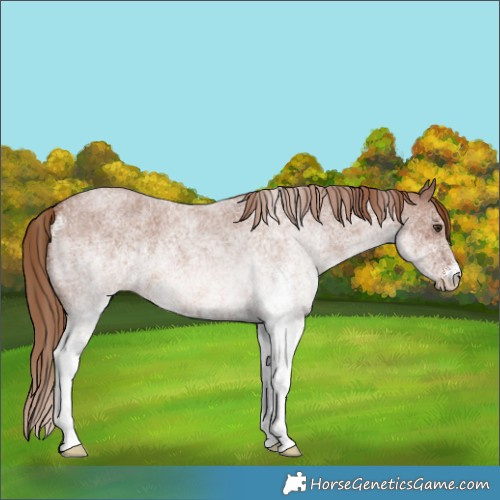 Horse Color:White Spotted Red Roan 