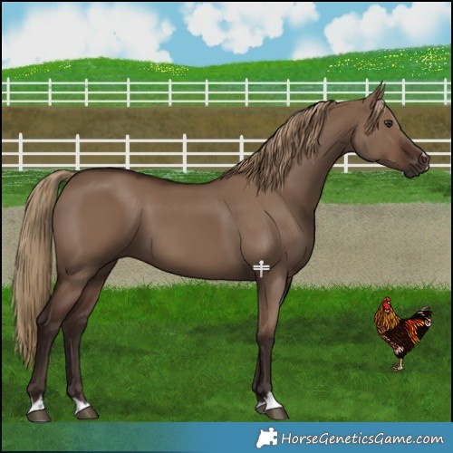 Horse Color:Liver Red Dun 