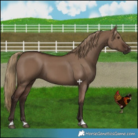 Horse Color:Liver Red Dun 