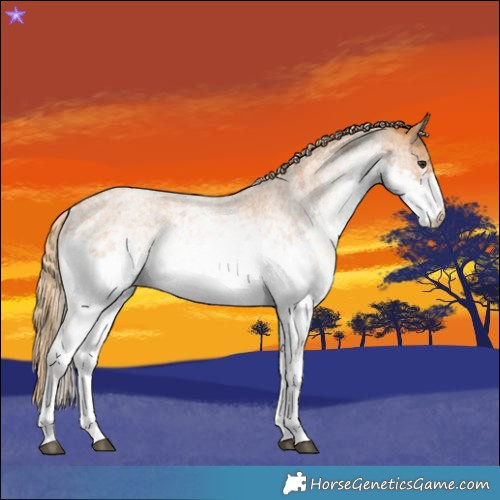 Horse Color:White Spotted Red Roan