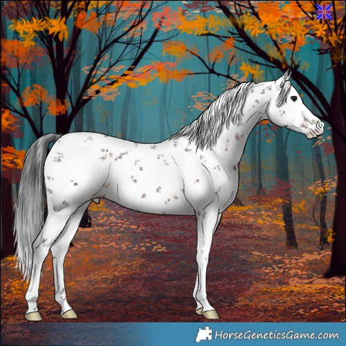 Horse Color:White Spotted Brown Sabino 