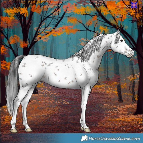 Horse Color:White Spotted Brown Sabino 