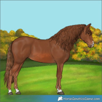 Horse Color:Chestnut 