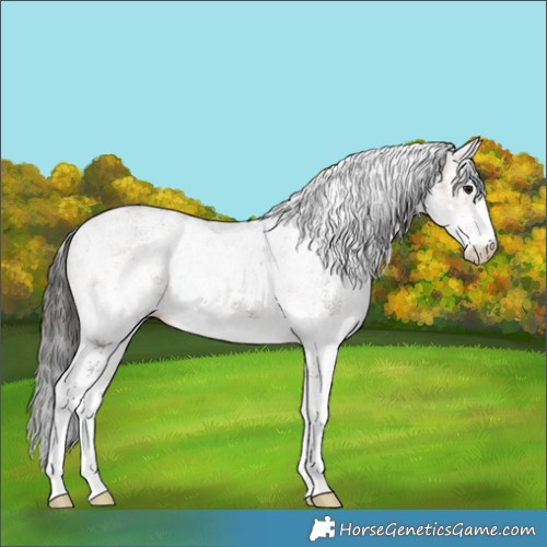 Horse Color:White Spotted Brown