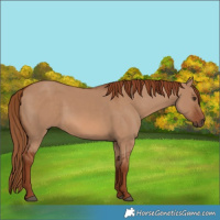 Horse Color:Red Dun