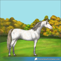 Horse Color:Buckskin Roan Appaloosa 