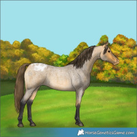 Horse Color:Buckskin Roan Varnish