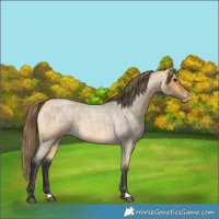 Horse Color:Buckskin Roan Appaloosa