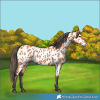 Horse Color:Bay Appaloosa