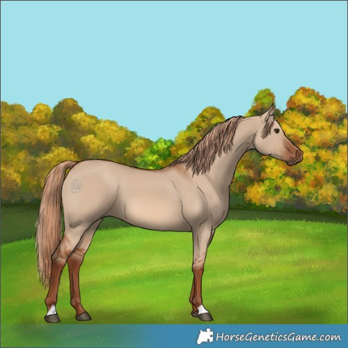 Horse Color:Red Dun 