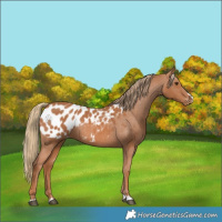 Horse Color:Chestnut Appaloosa