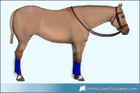 Horse Color:Red Dun Rabicano 