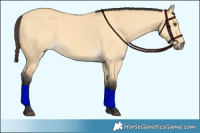 Horse Color:Buckskin Dun 