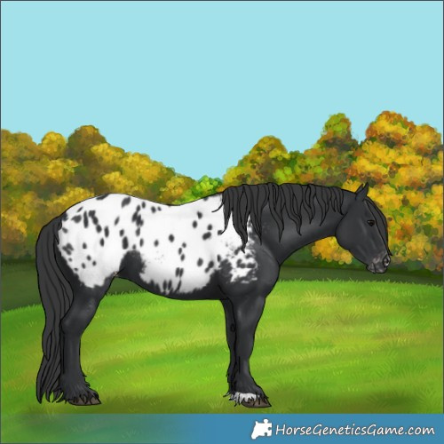 Horse Color:Black Appaloosa 