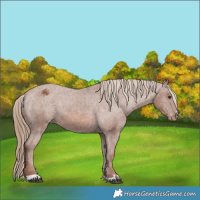 Horse Color:Chestnut Appaloosa