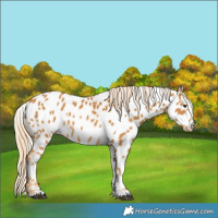 Horse Color:Palomino Near Leopard 