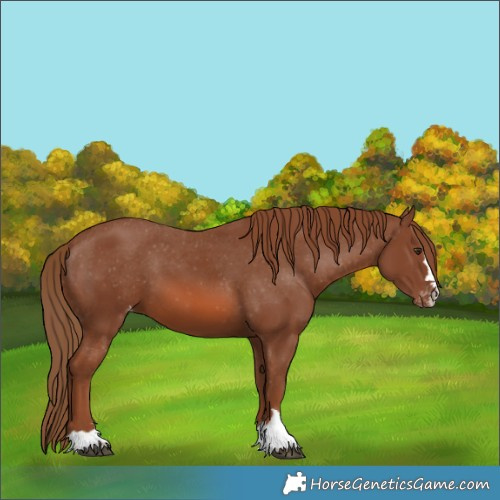 Horse Color:Chestnut Appaloosa 