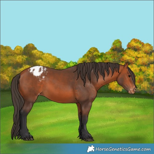 Horse Color:Bay Appaloosa