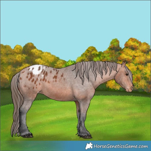 Horse Color:Bay Appaloosa 
