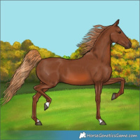 Horse Color:Chestnut 