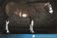 Horse Color:Gray White Spotted Brown Dun 